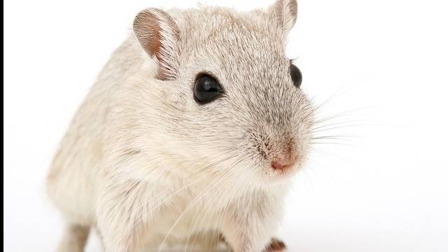 The bug reaper rodents